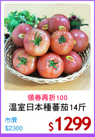 溫室日本種蕃茄14斤